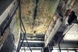 Best Asbestos and Lead Testing During Mold Inspection in Spencer, IN